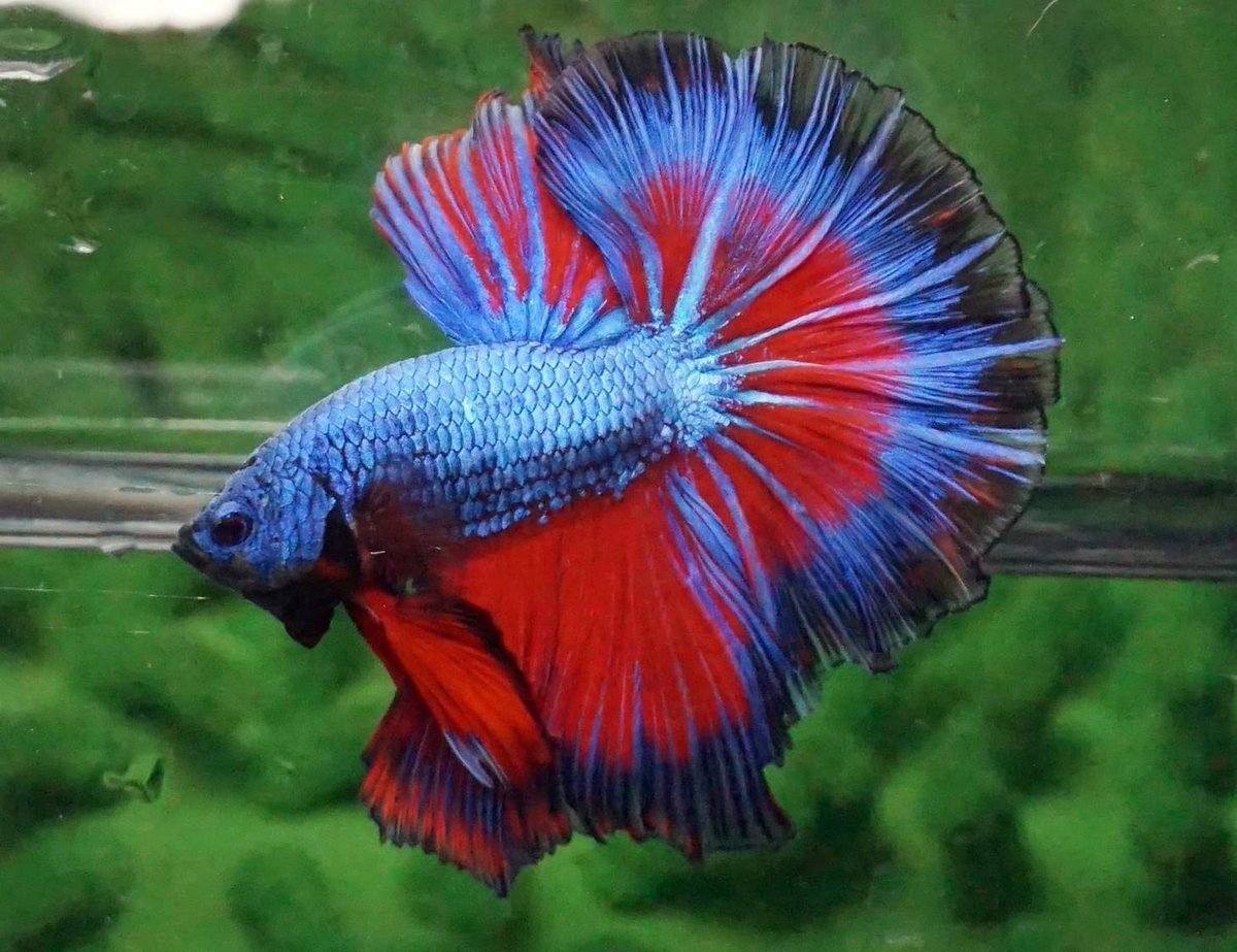 Петушок Бетта Спленденс