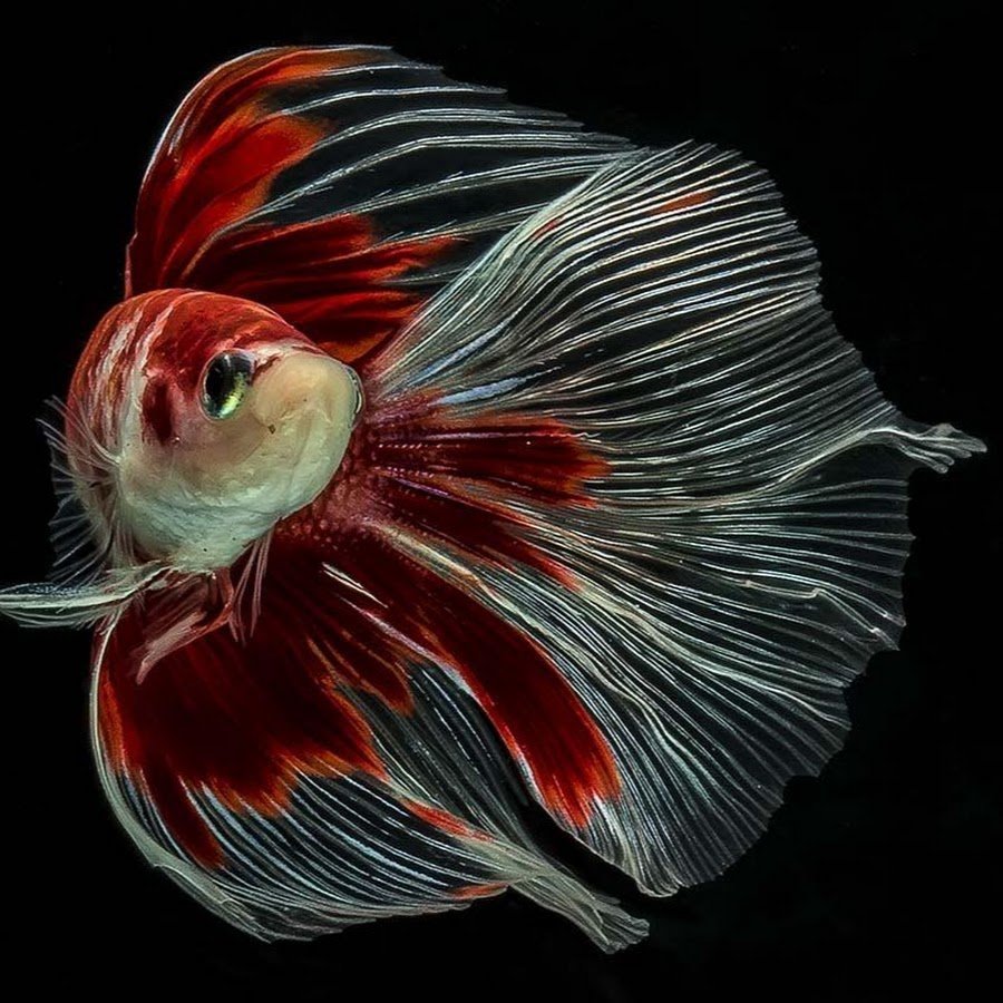 Самая красивая рыба на свете