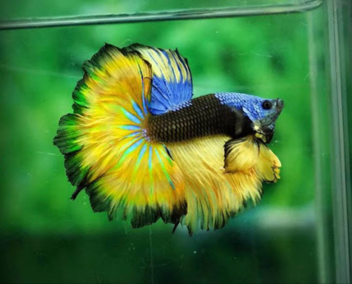 Сиамский петушок аквариумная рыбка