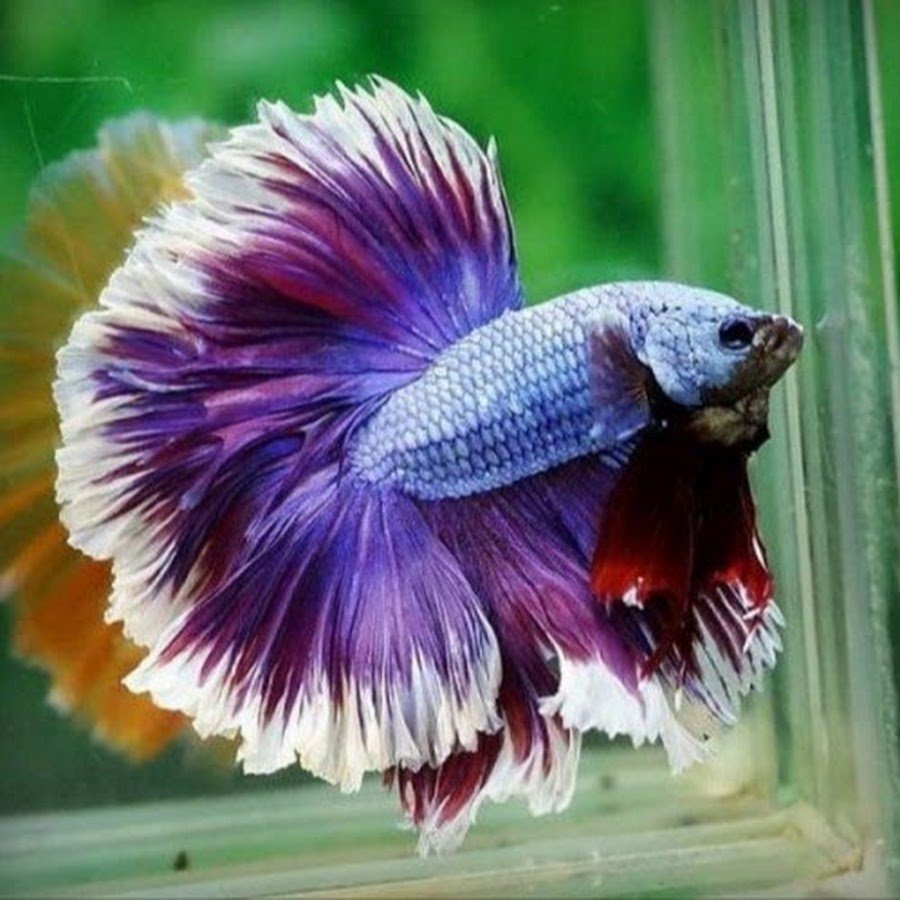 Петушок Бетта Спленденс