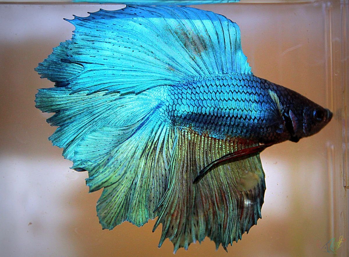 Рыбка петушок вуалехвостый