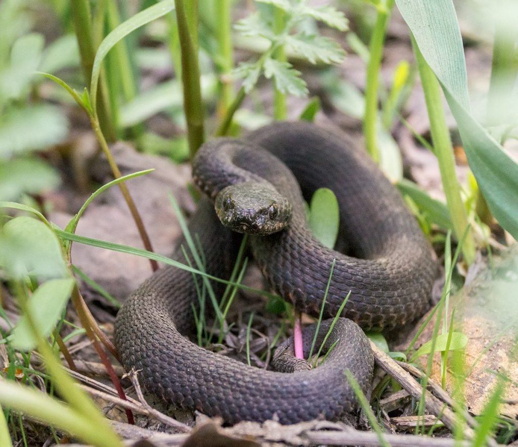 Степная гадюка Краснодарский край