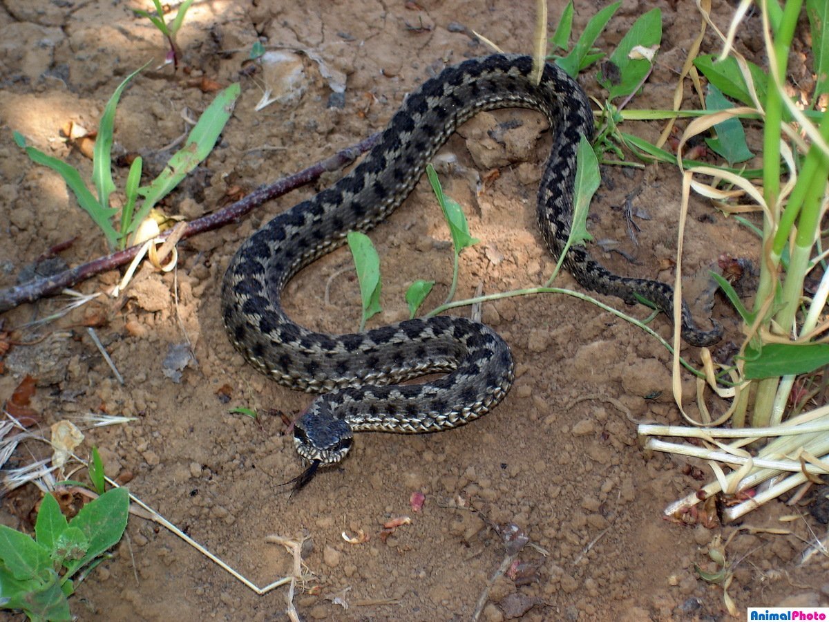 Гадюка обыкновенная в Подмосковье