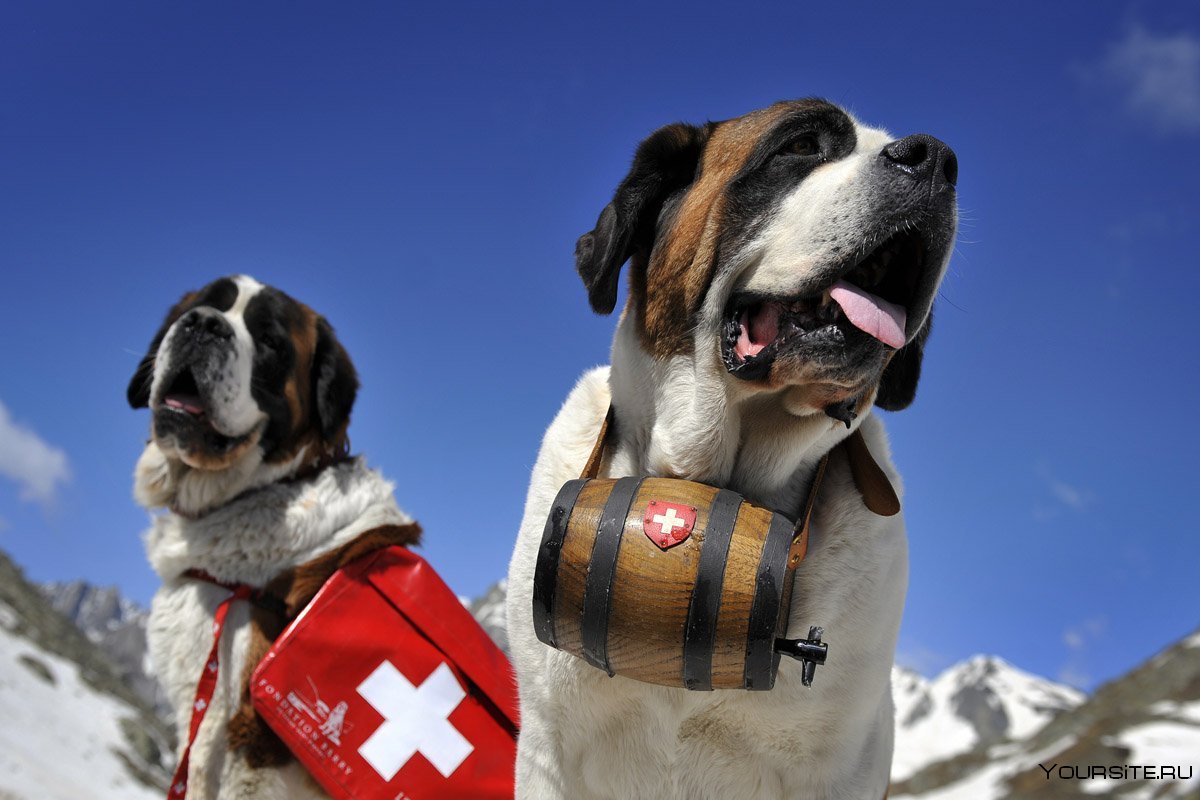 Альпийская собака - 73 фото