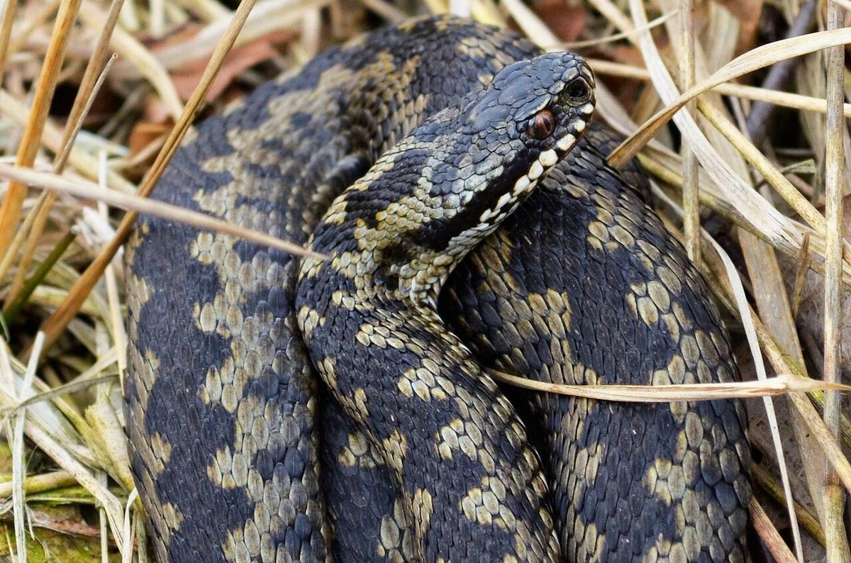 Полоз змея желтобрюхий