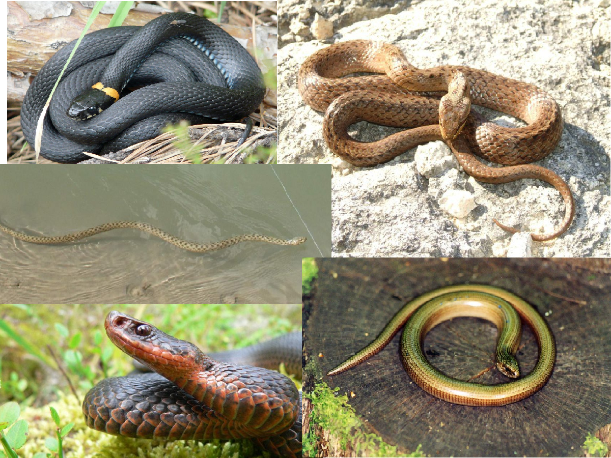 Гюрза Vipera lebetina