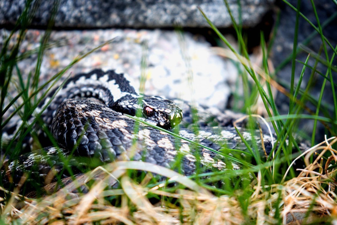 Степная гадюка (Vipera Renardi)