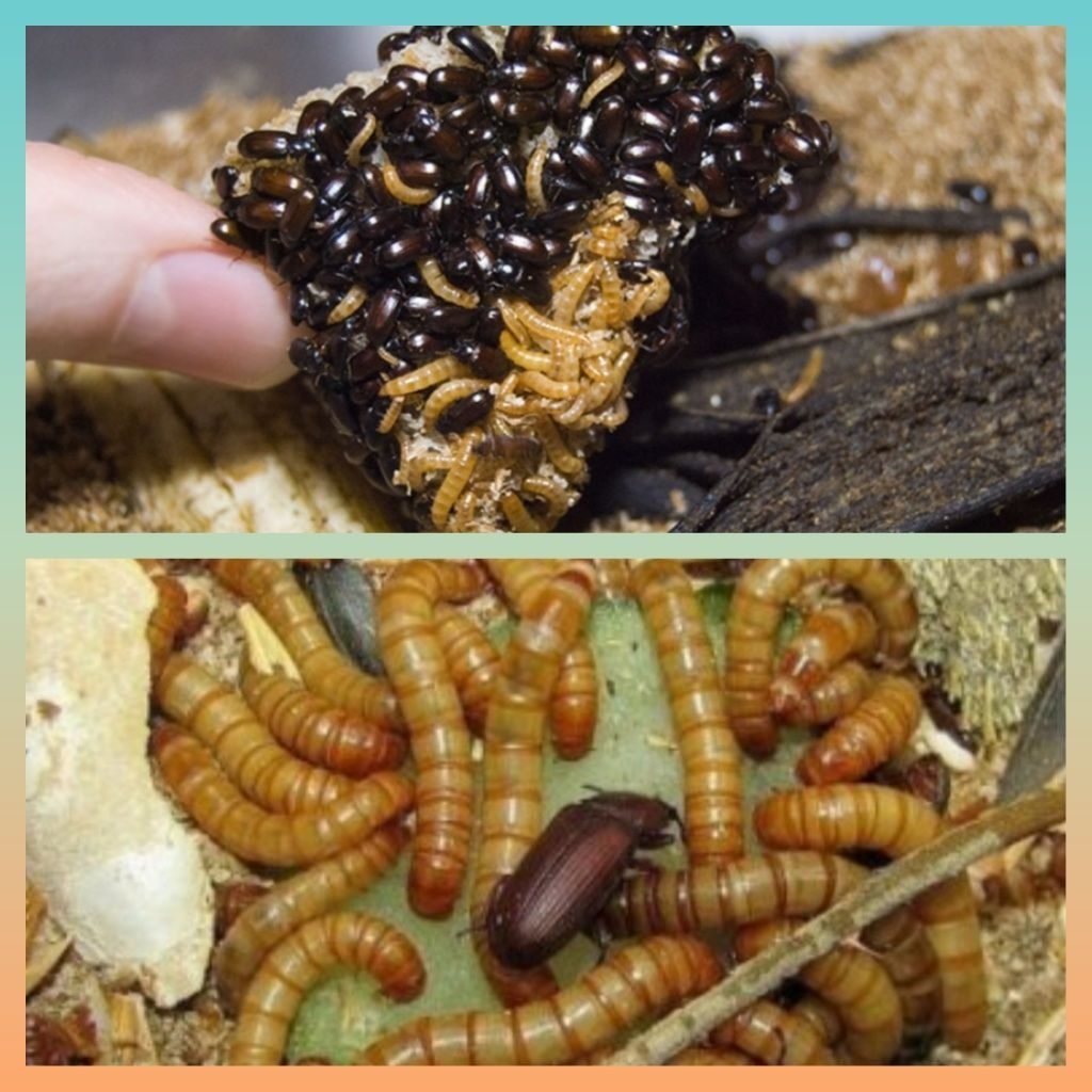 Чернотелка Жук Знахарь