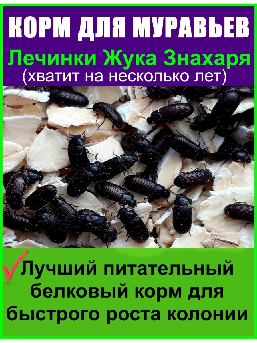 Личинка жука знахаря