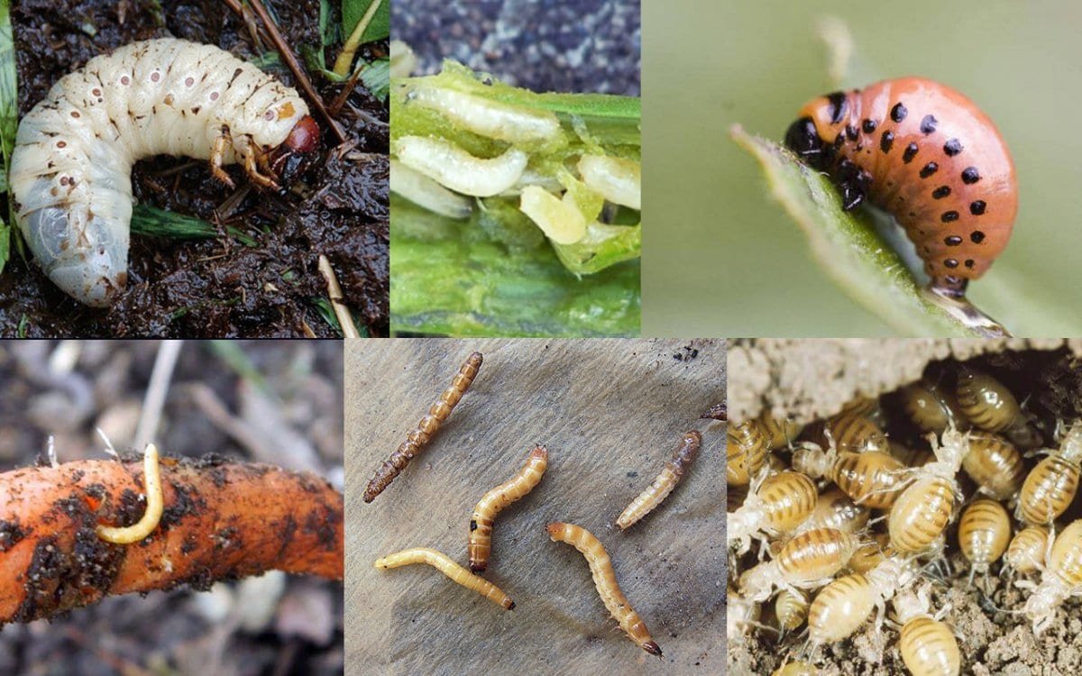 Жизненный цикл майских Жуков