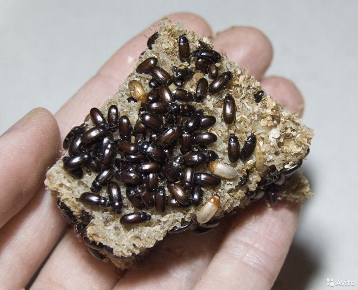 Чернотелка Жук Знахарь