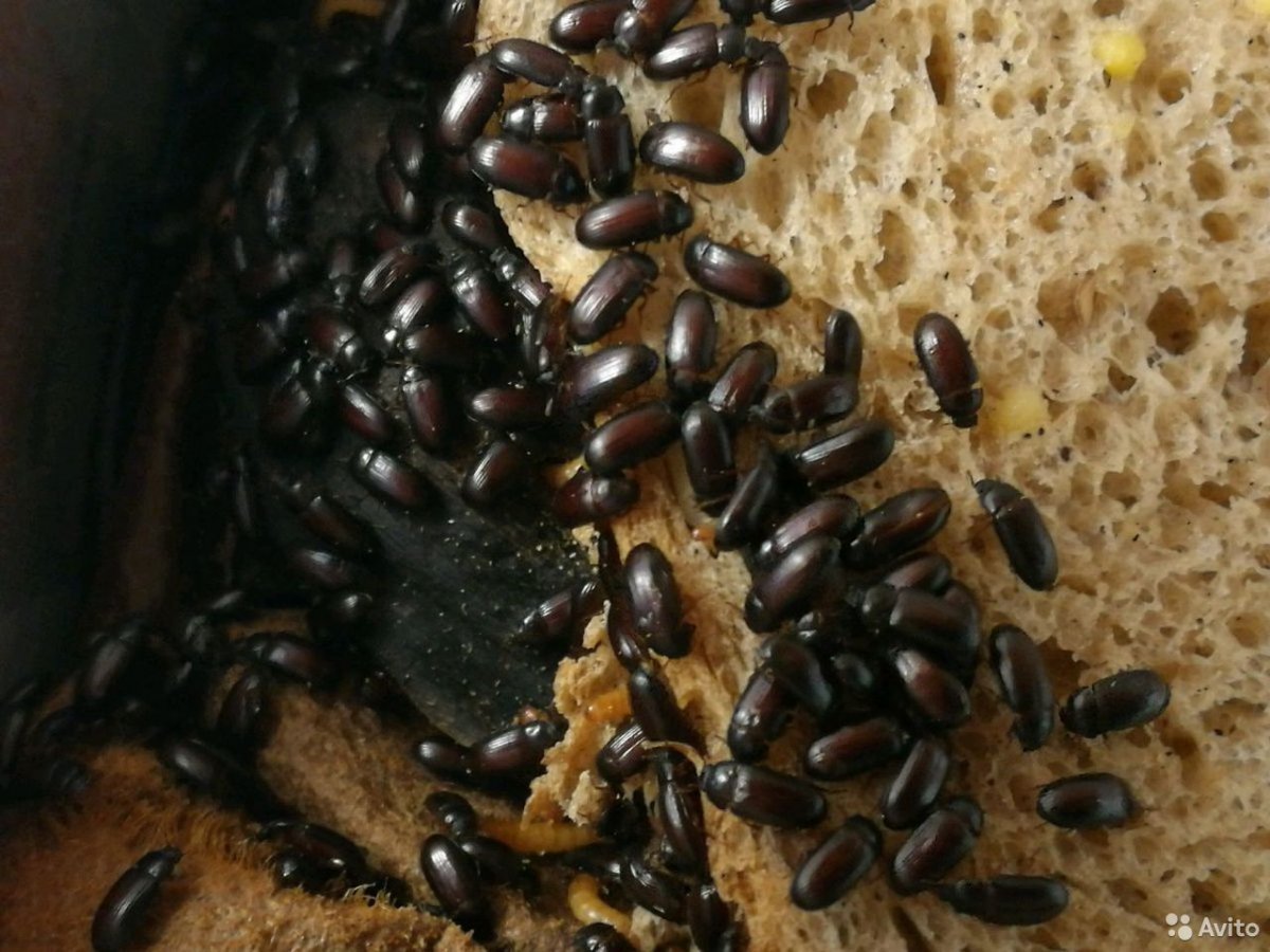 Личинки майского жука едят корни