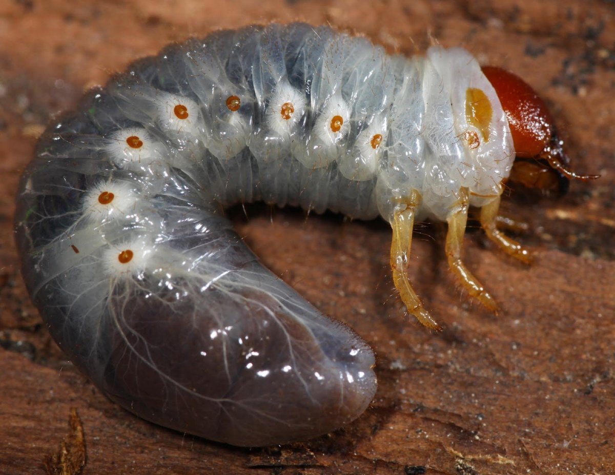 Энтомофтора хрущак