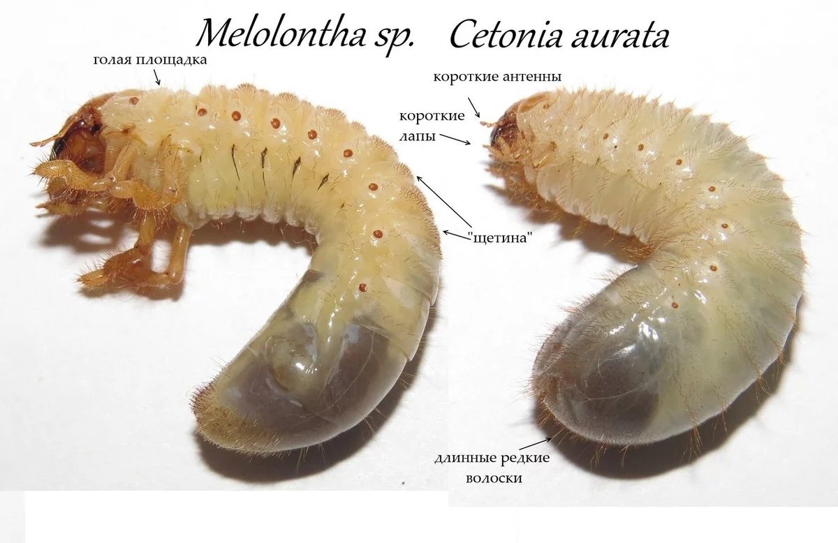 Личинки Жуков вредителей