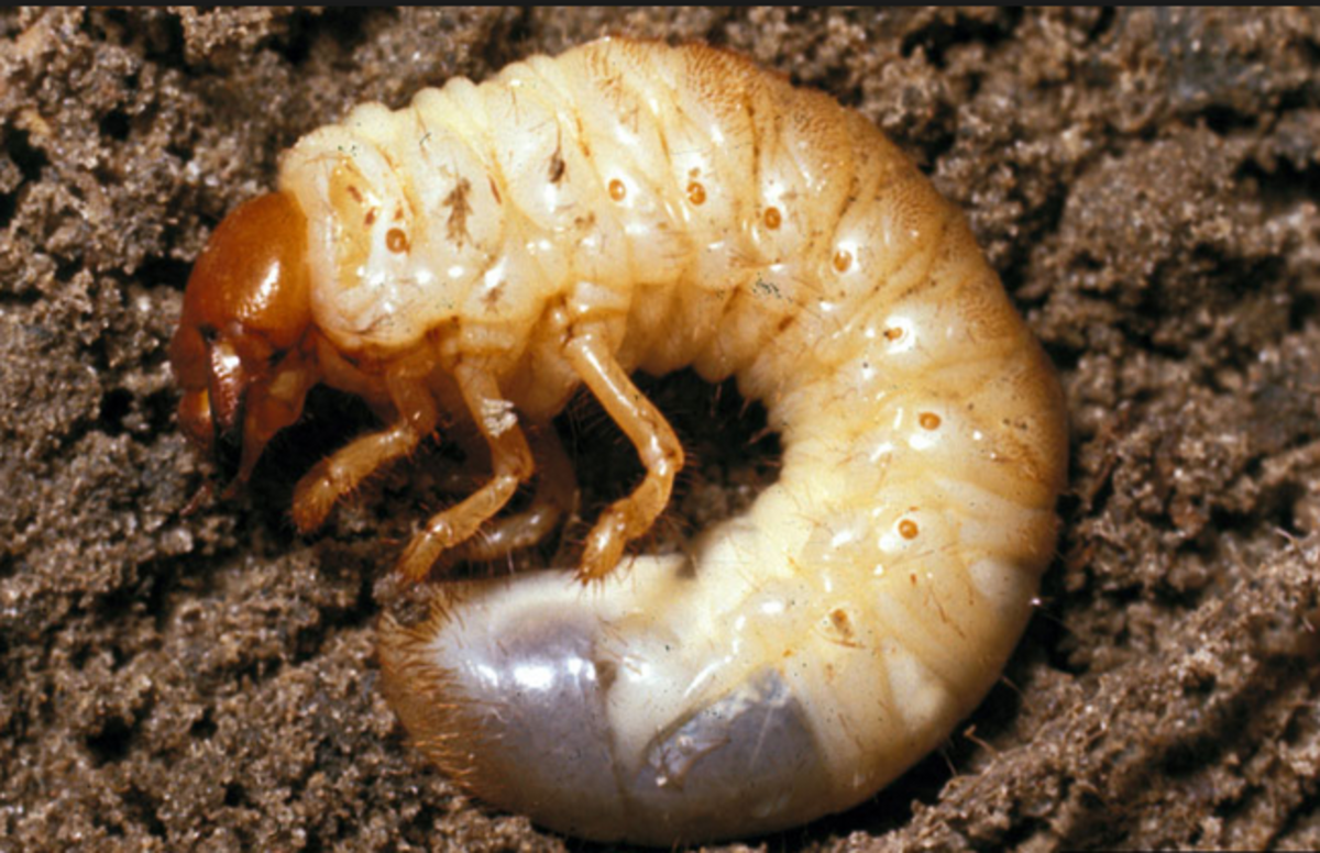 Пластинчатоусые личинки