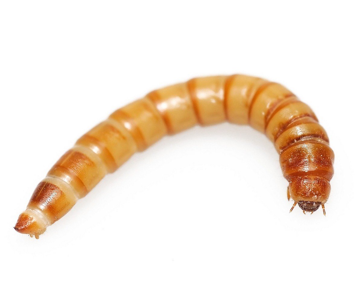 Личинка жука носорога размер