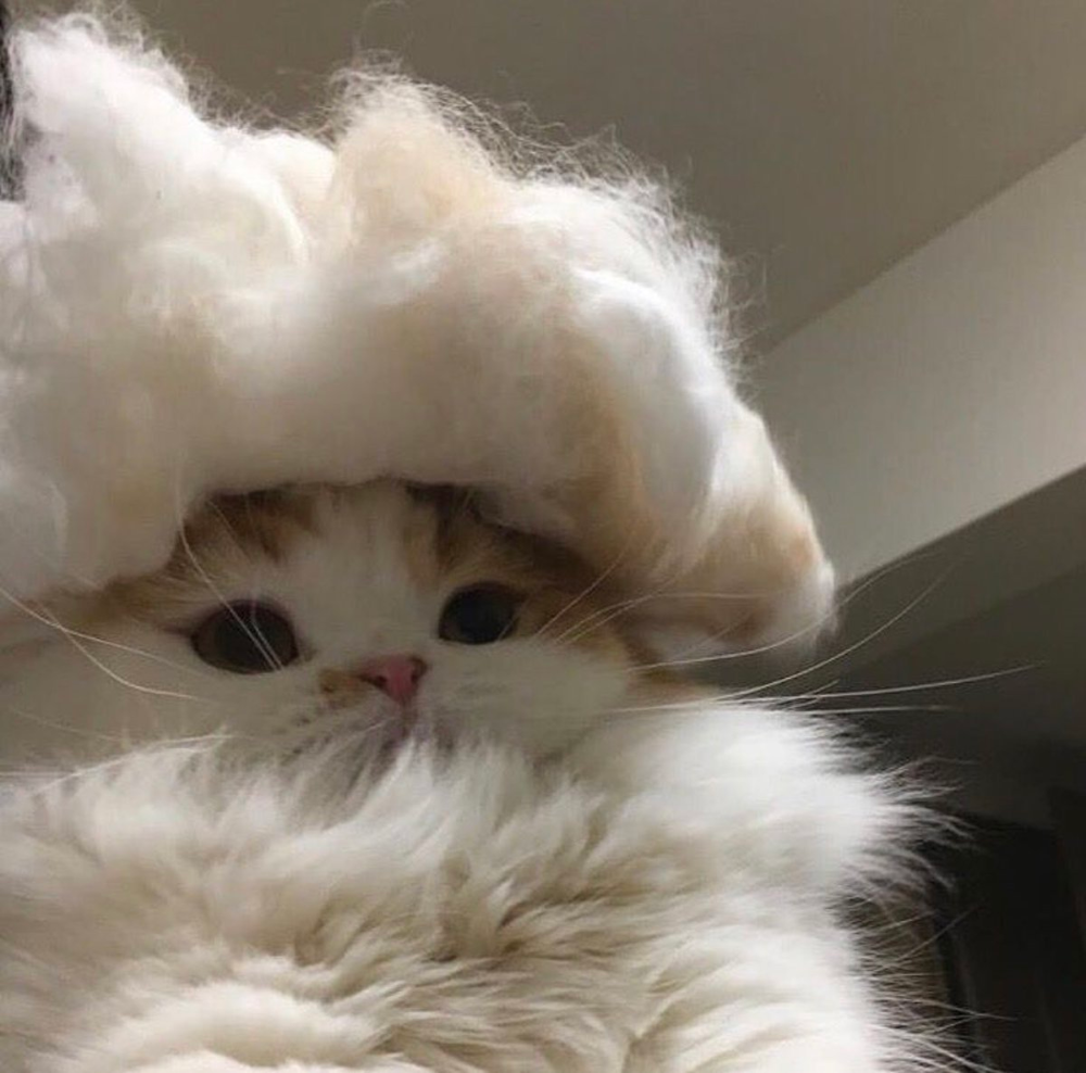 Покажи милых котят пожалуйста