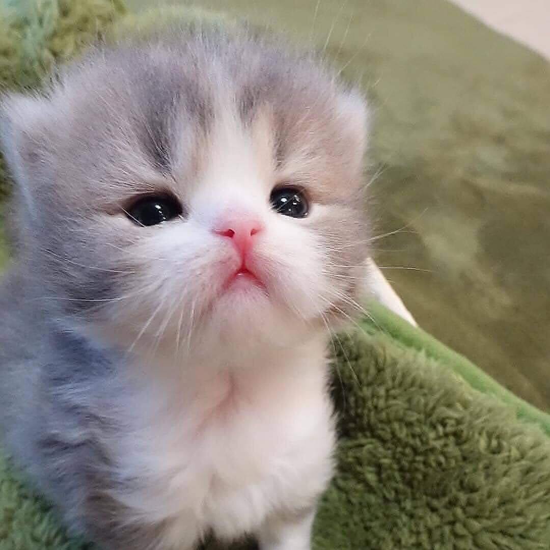 Печальный котенок