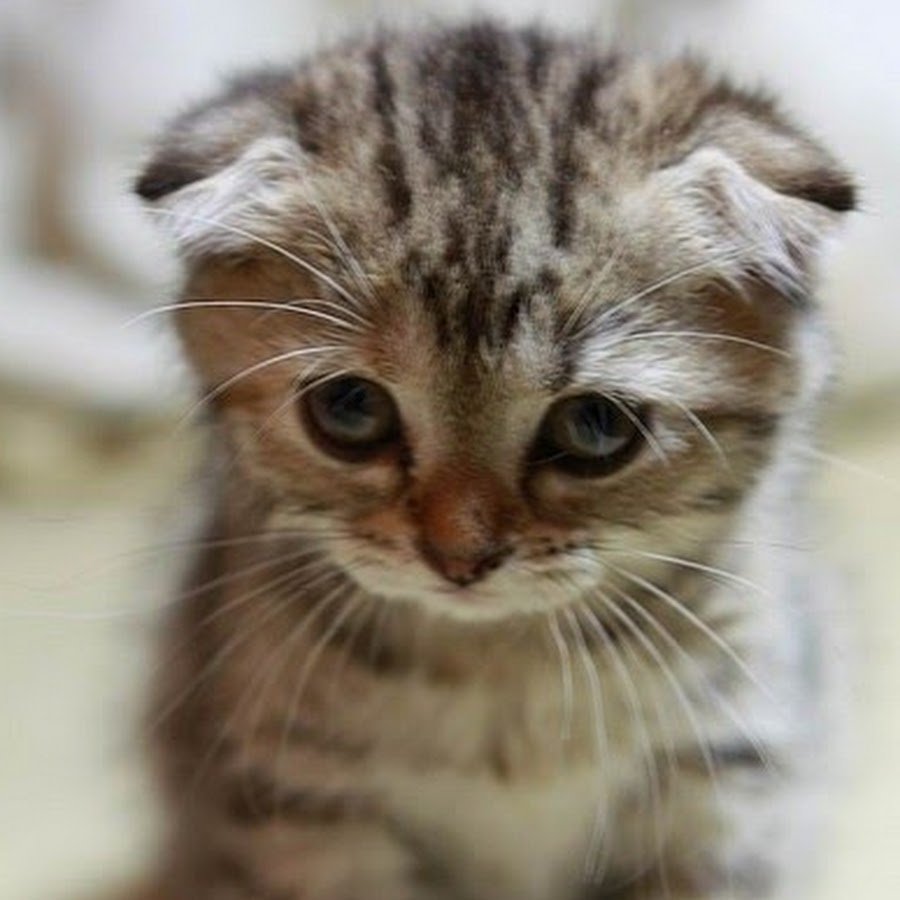 Котики немножко грустные