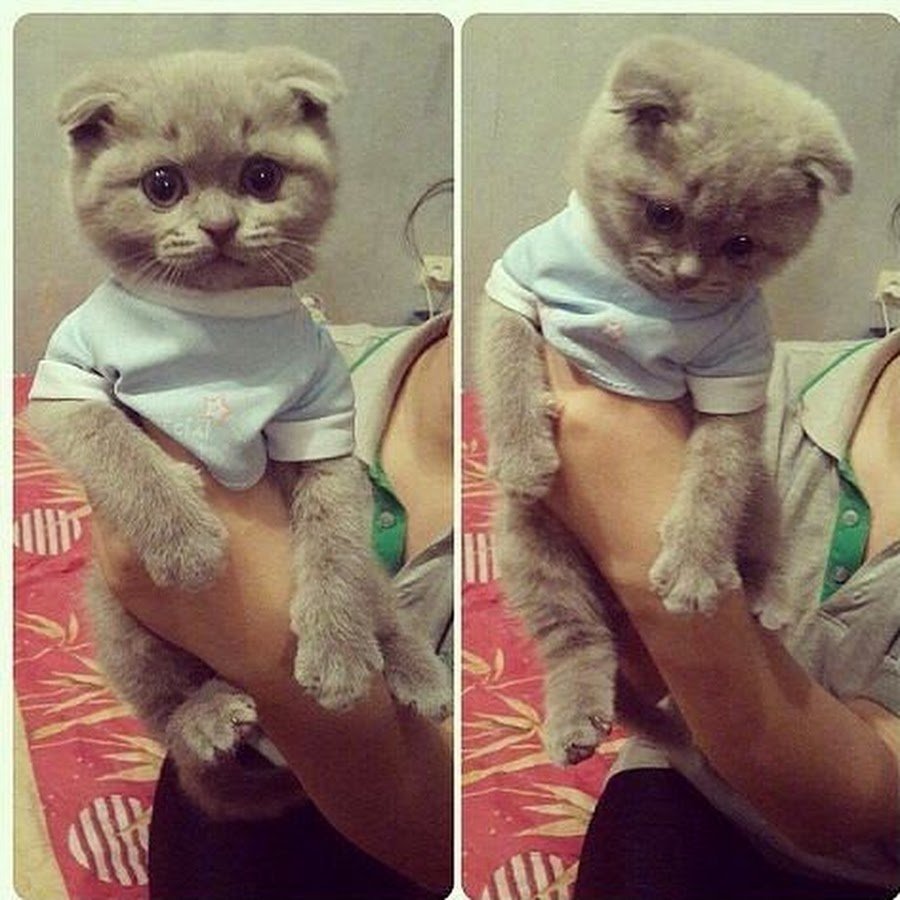 Няшный котик