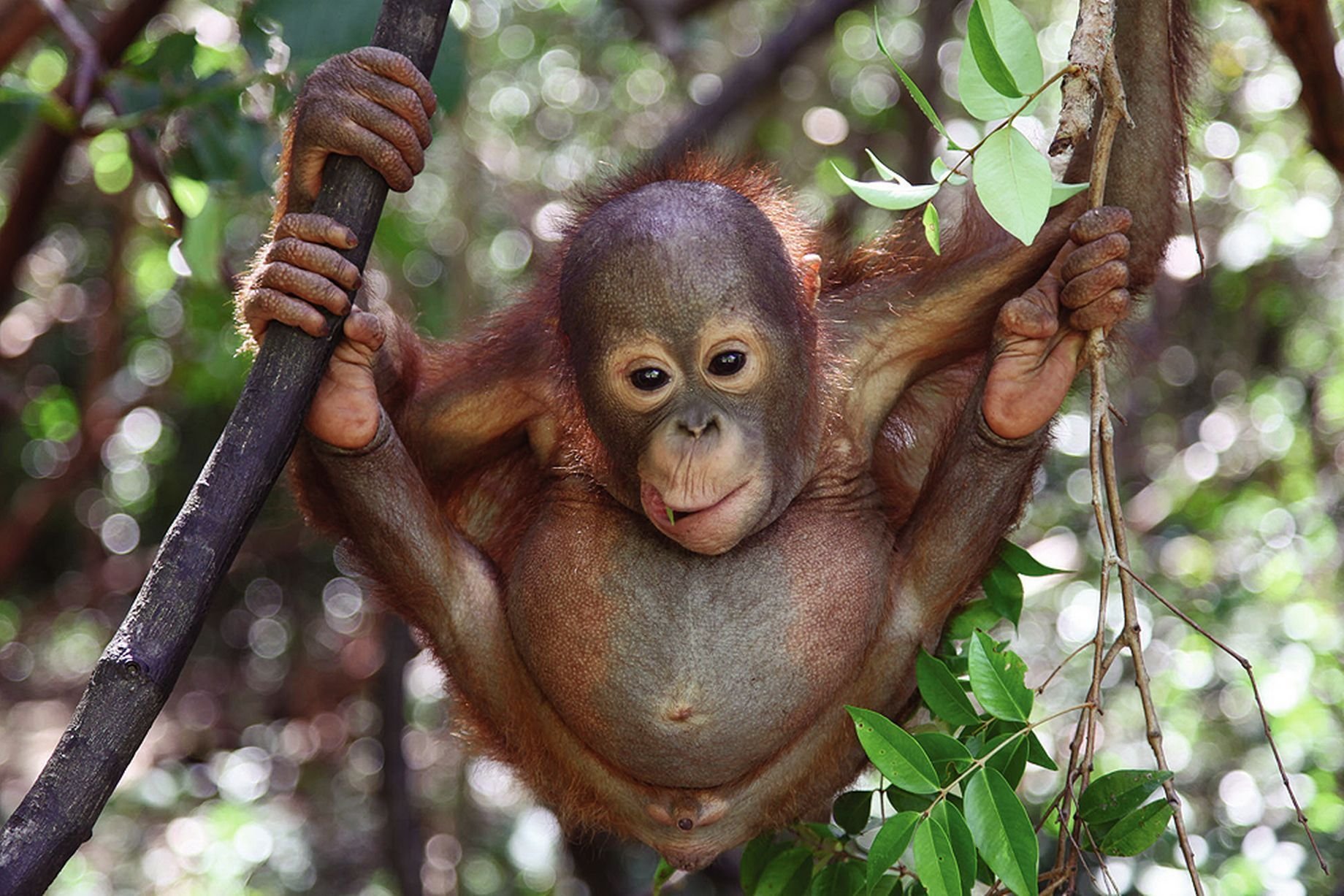 Обезьяна орангутан