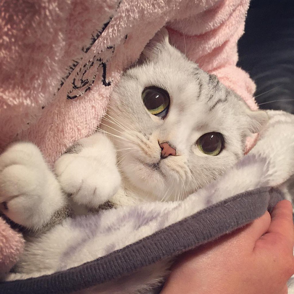 Милые авы с котом