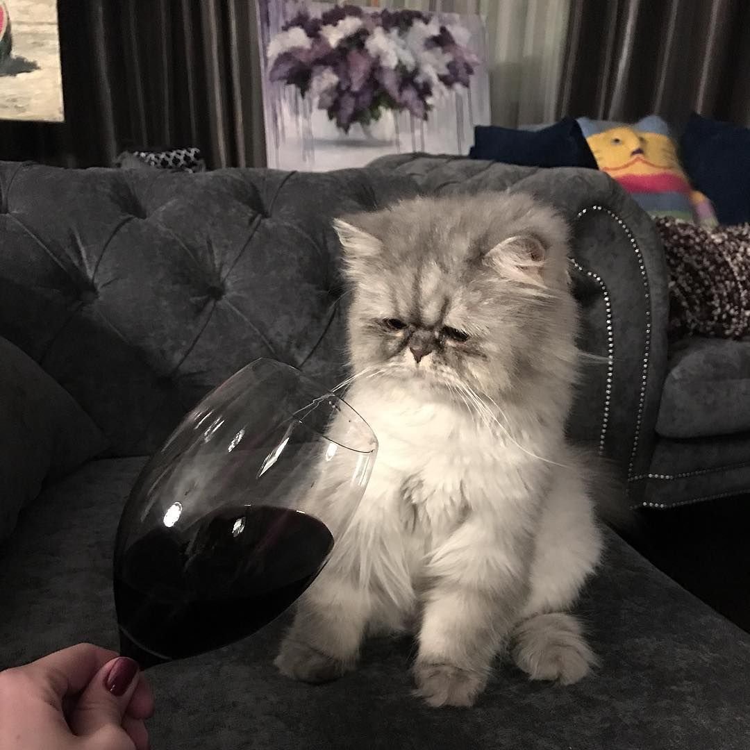 Милые котики