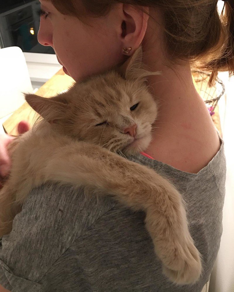 Трогательные котята