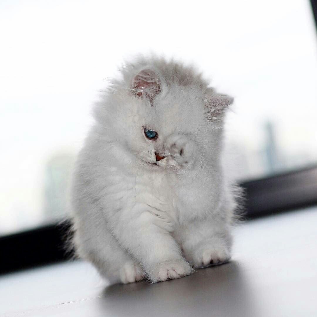 Красивые черно белые картинки