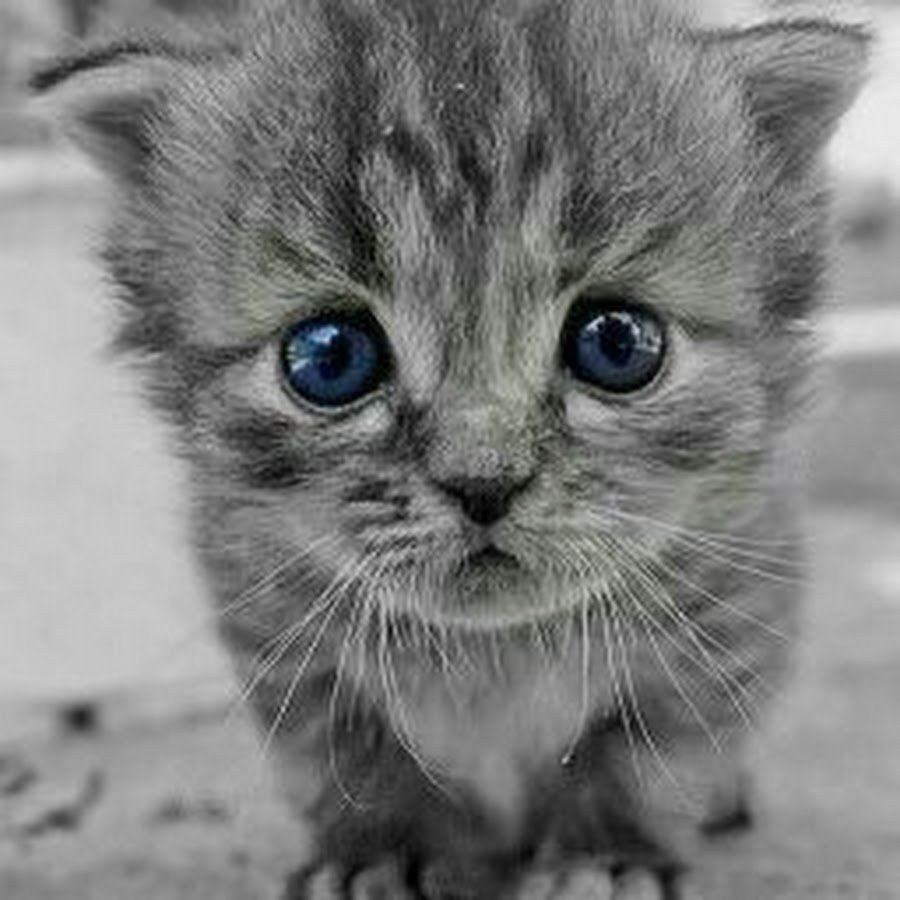 Котенок у окна