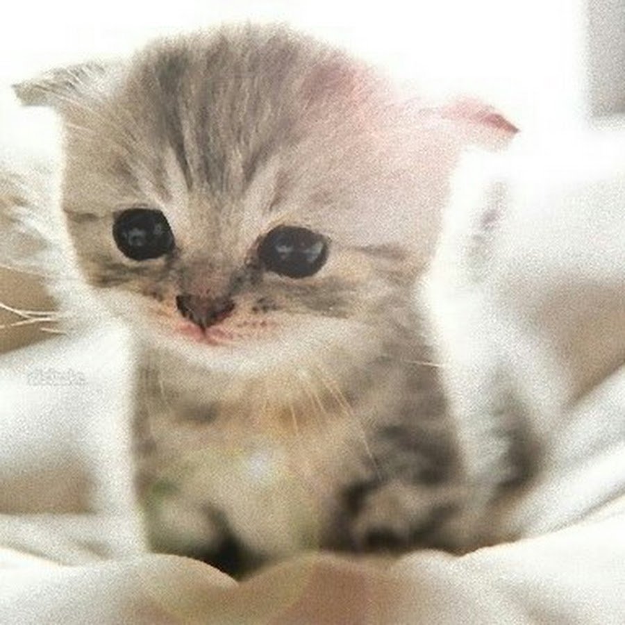 Котята Эстетика