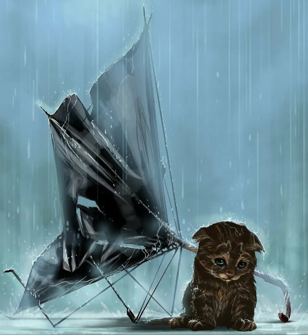 Обработанные котики