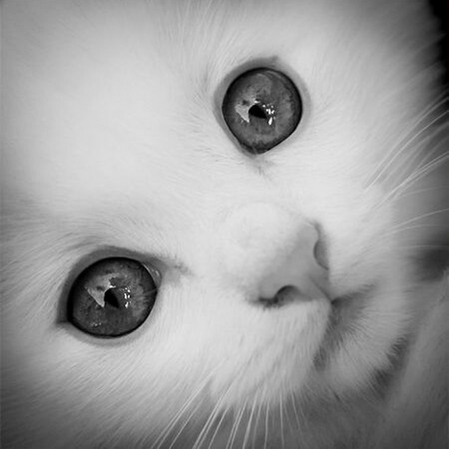 Бездомные кошки и собаки