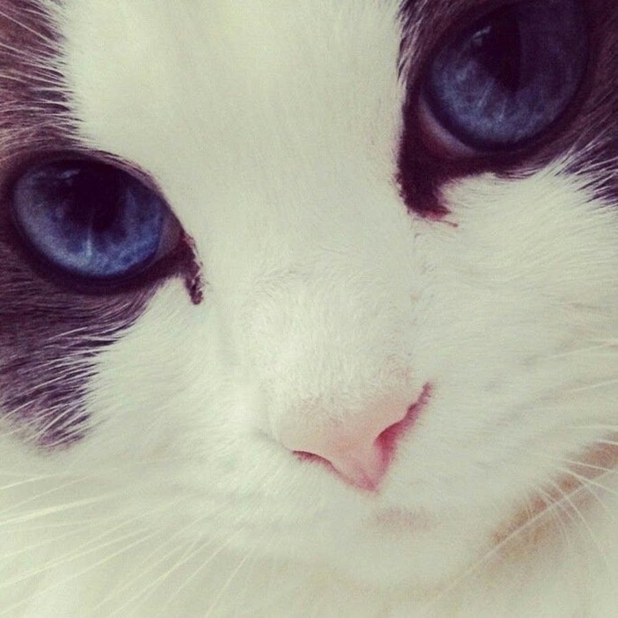 Грустная кошка