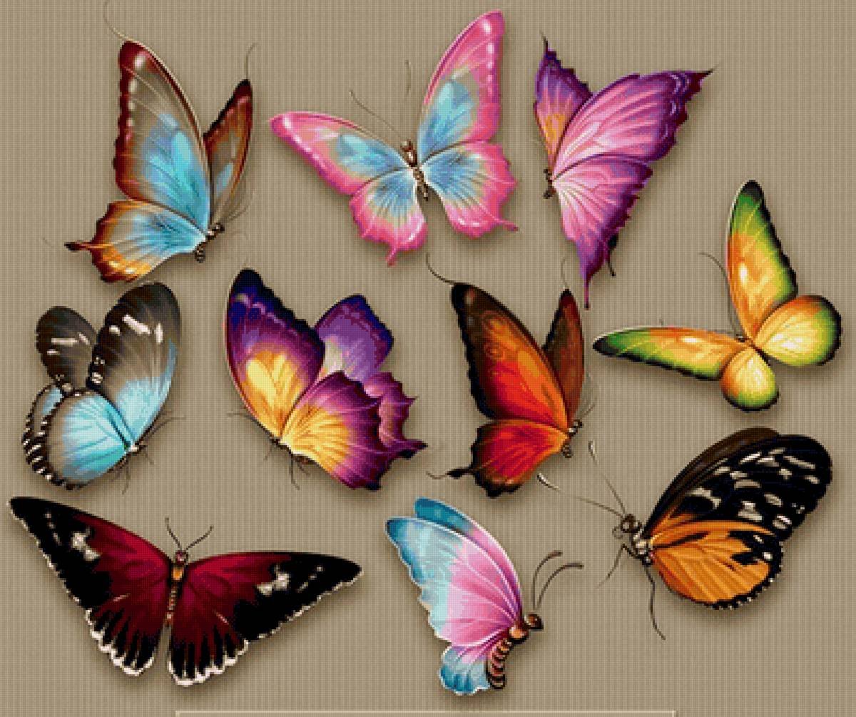 Barnali Bagchi бабочки