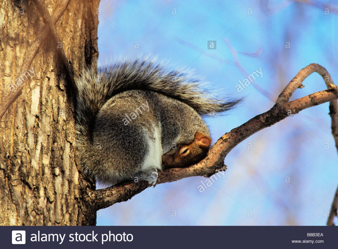 Беличье гнездо Гайно