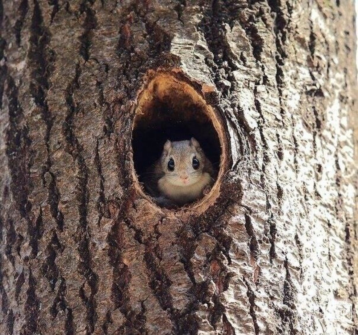 Белка проснулась