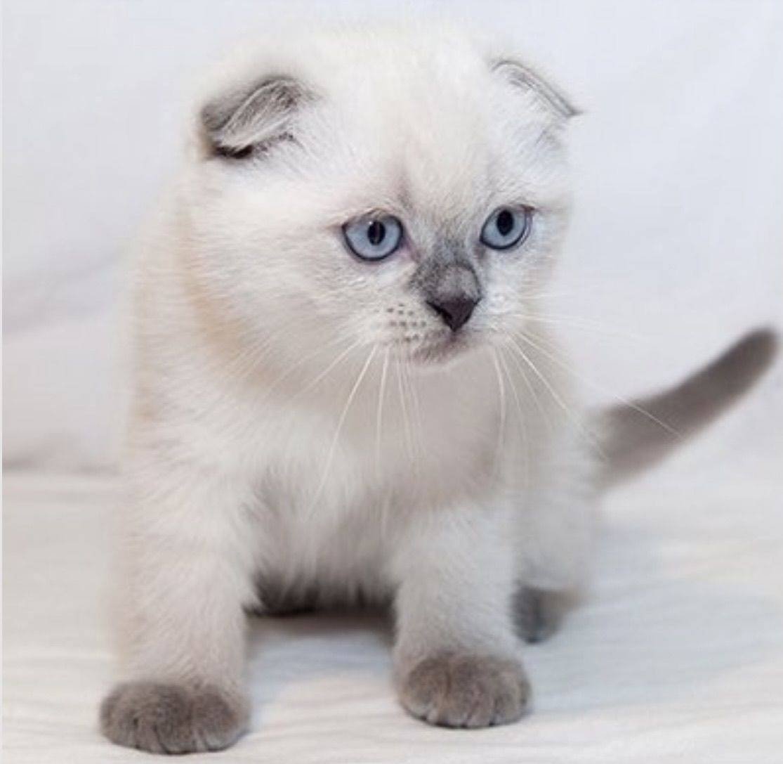 Шотландская вислоухая Блю Пойнт