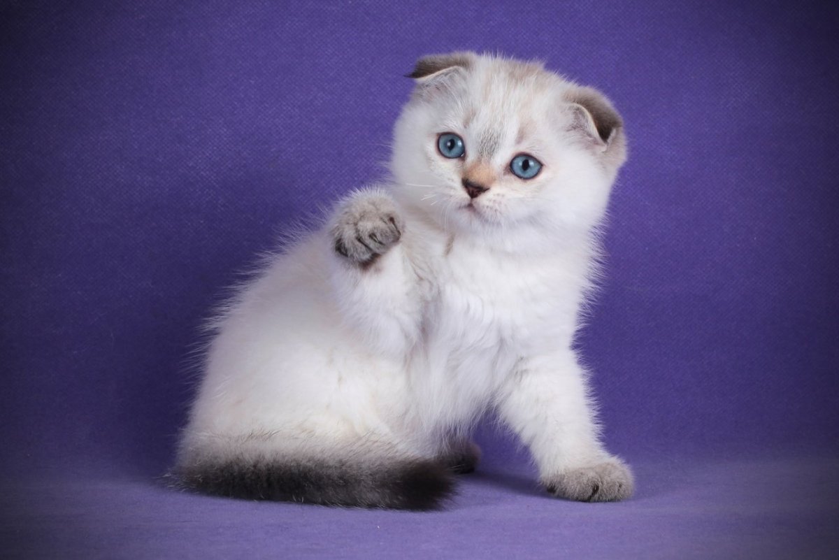 Шотландская вислоухая Блю колор Пойнт