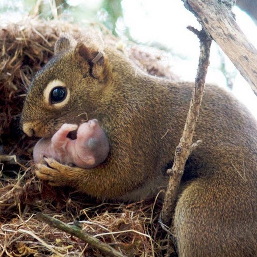 Белочка зимой