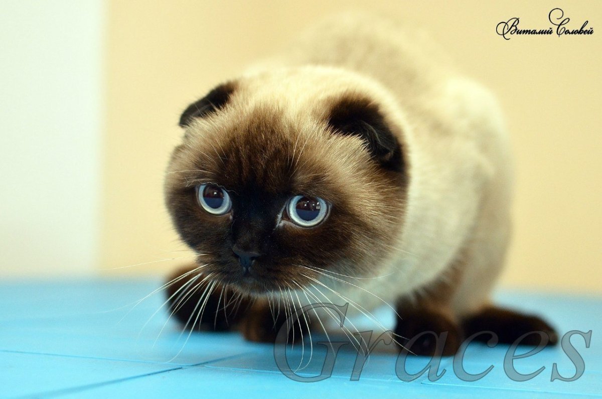 Шотландская вислоухая Сиамская кошка