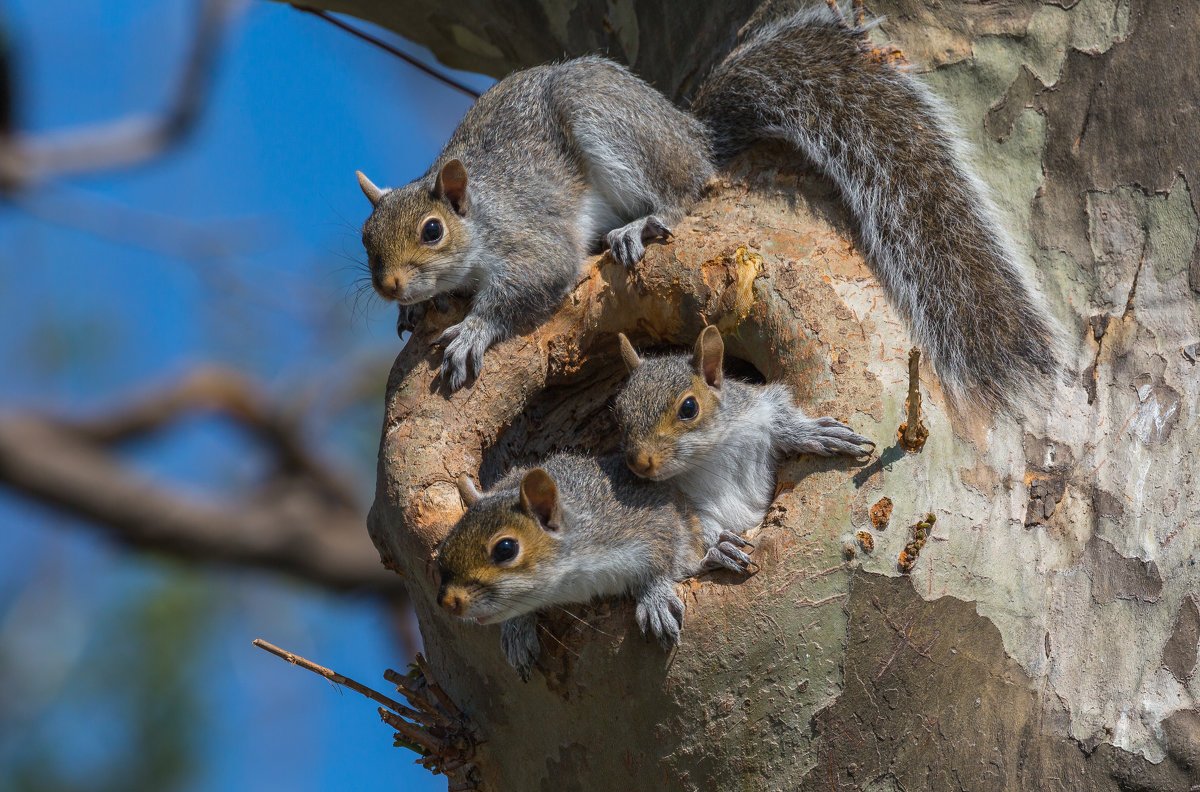 Белка самец