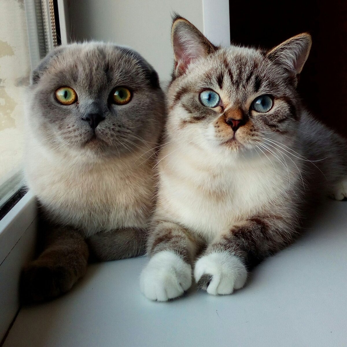 Сиамская кошка с разными глазами