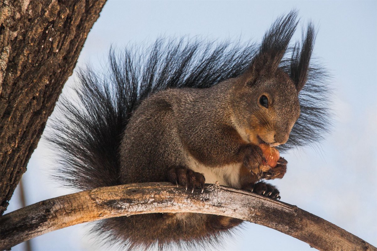 Дом белки в природе