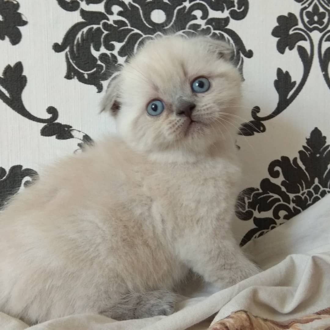 Блю поинт шотландский вислоухий котенок