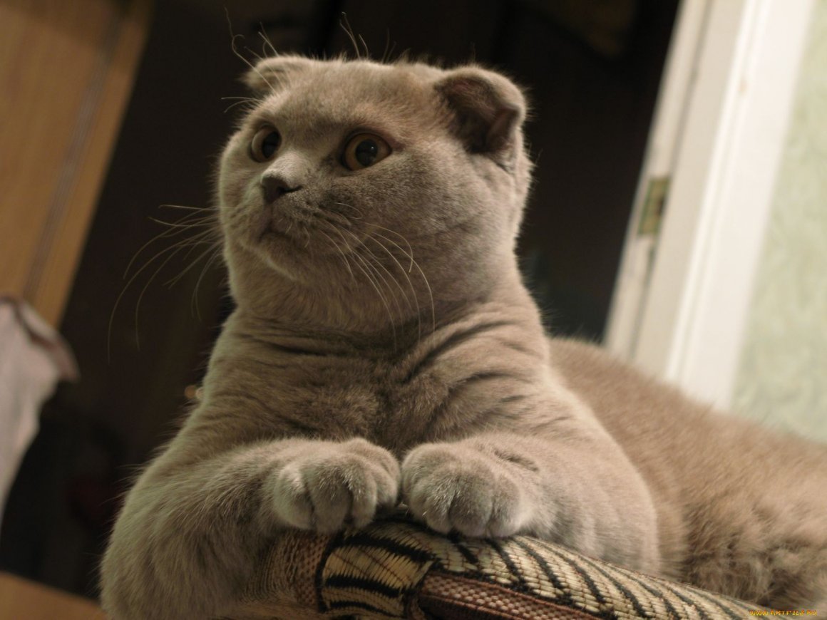 Смешные Шотландские коты