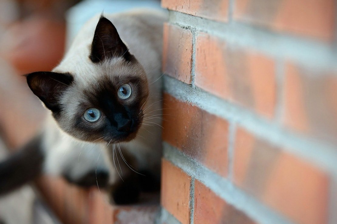 Сиамские котята сиамские котята