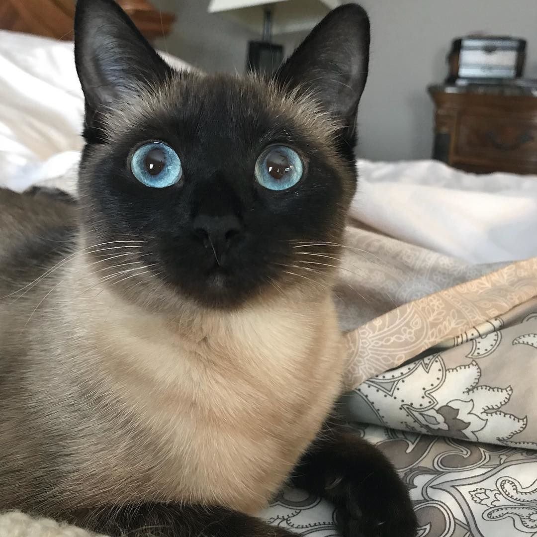 Сиамская вислоухая