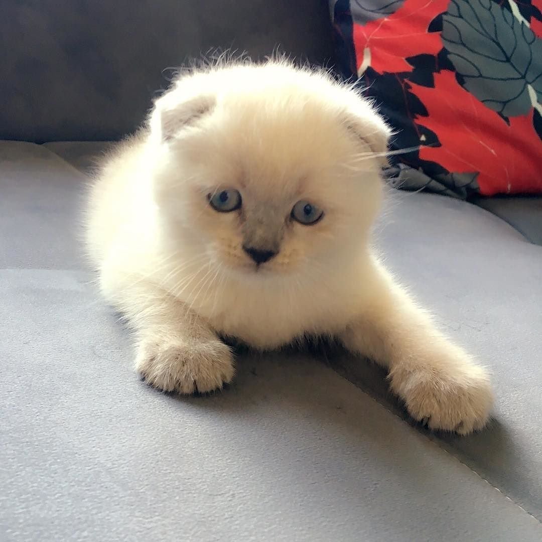 Scotish Blue point kedi