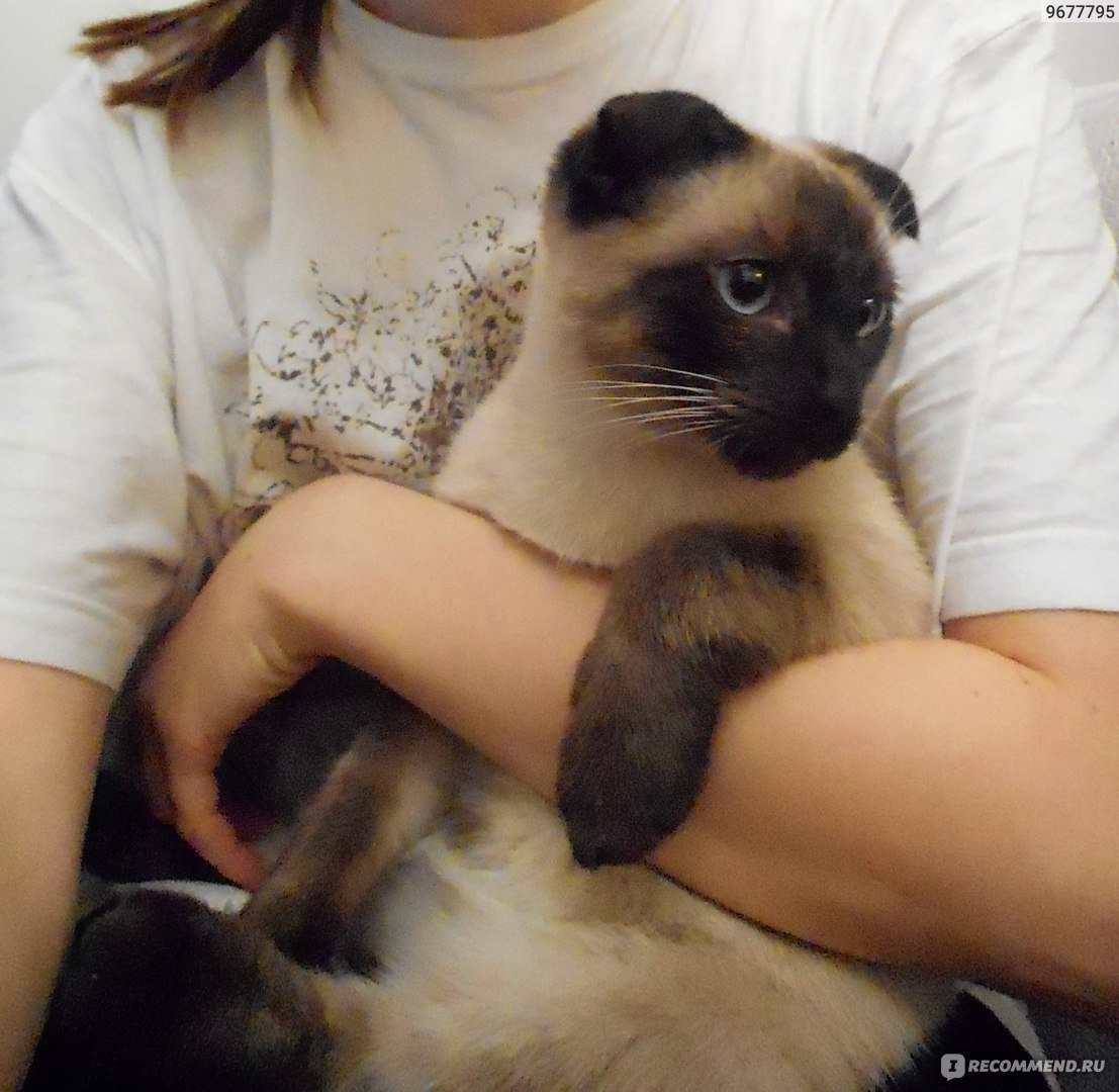 Смесь вислоухий и сиамский